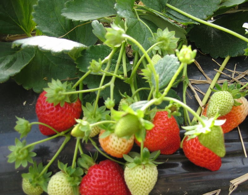 Mansfields Elsanta strawberries full steam ahead