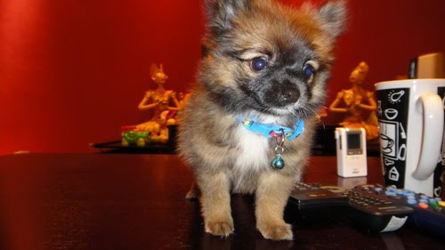 how big does a yorkie pomeranian mix get pomchi puppies for sale in maine free teacup pomchi utah how big does a yorkie pomeranian mix get pomchi puppies for sale in maine free teacup pomchi utah