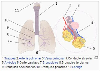 Una mujer sobrevive seis días sin pulmones hasta lograr un trasplante - BDM: Blog de Medicina Transplante de pulmones
