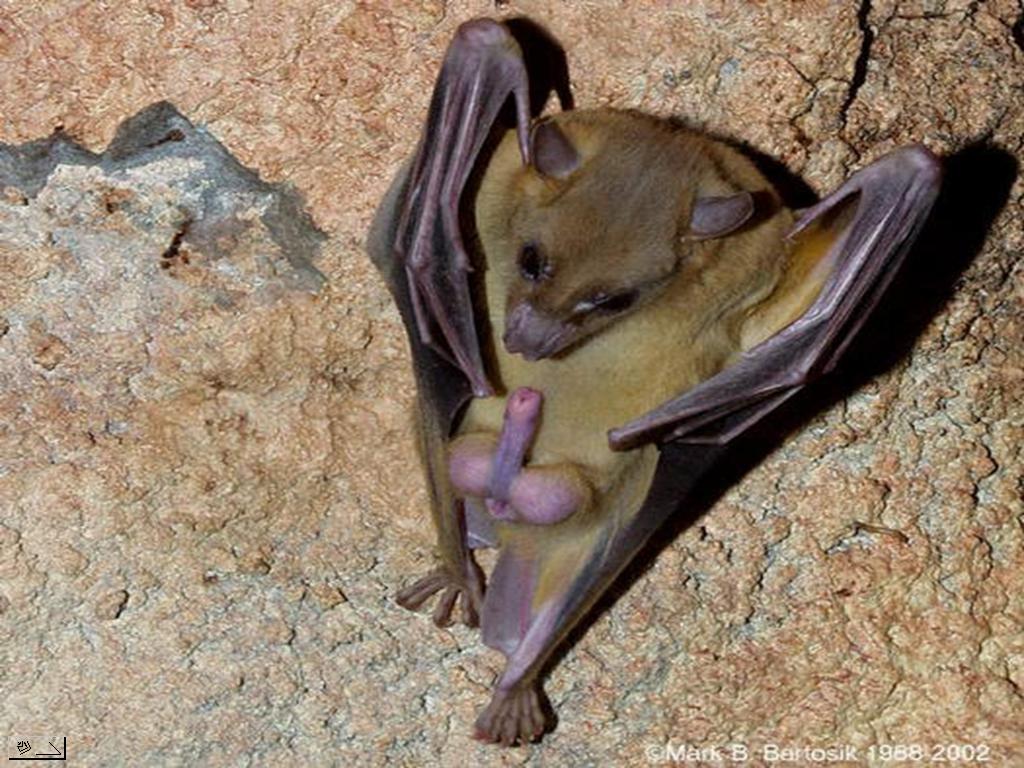 [Batman.JPG]
