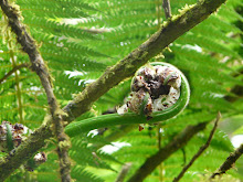 Fern