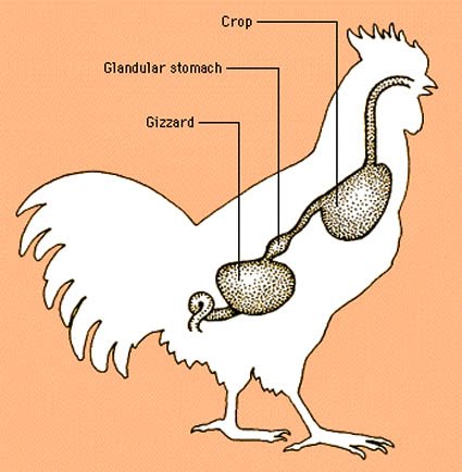 Crocodile Gizzard