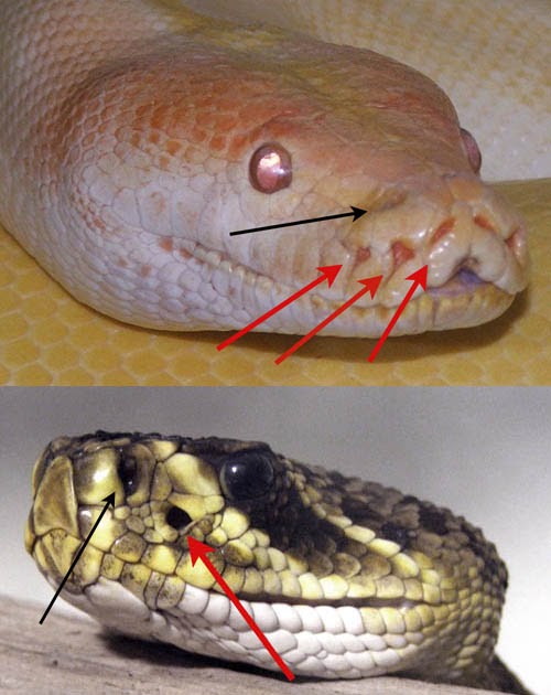 The Biologian Infrared "Vision" in Snakes
