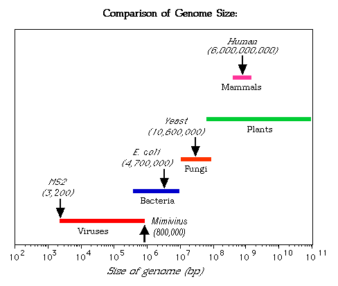 the biologian virus evolution size of viruses