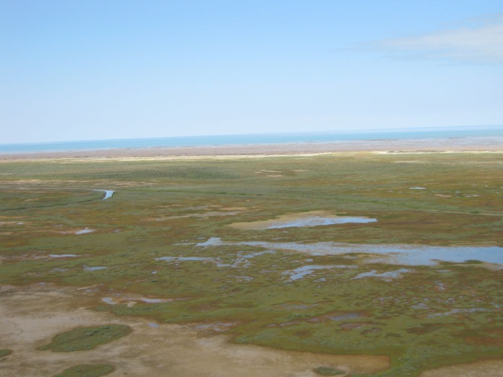 North Shore Nature Goose notes