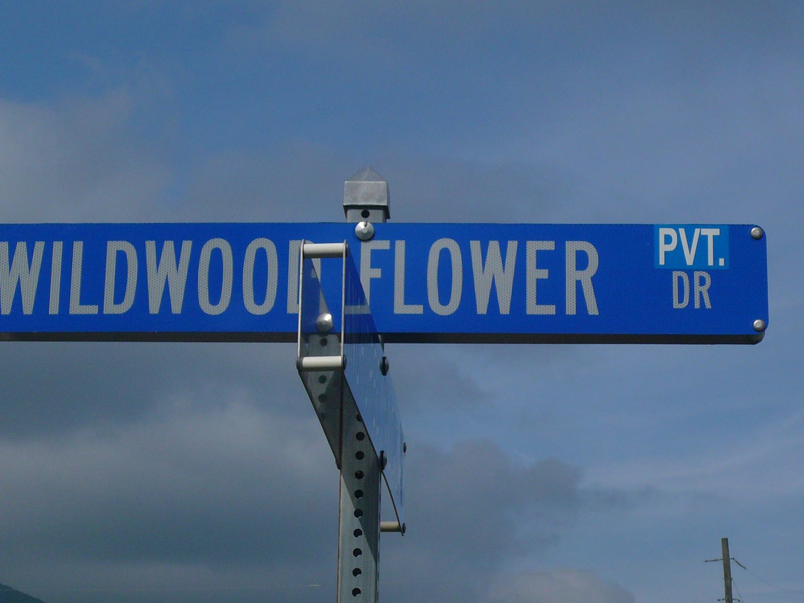 [wildwood+flower.jpg]