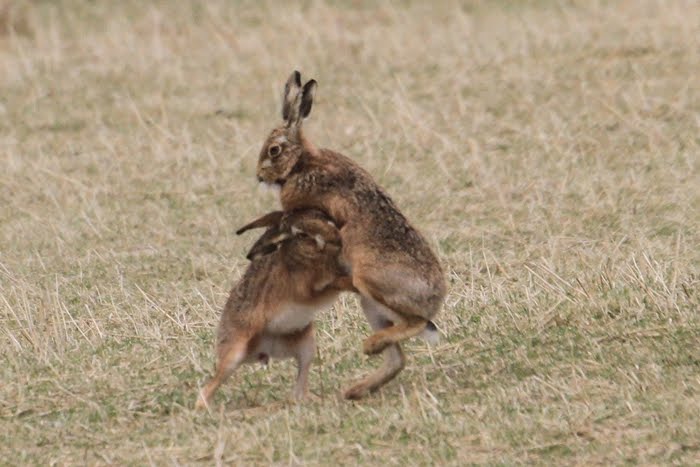 boxing hares