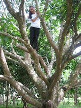 Tree Climb