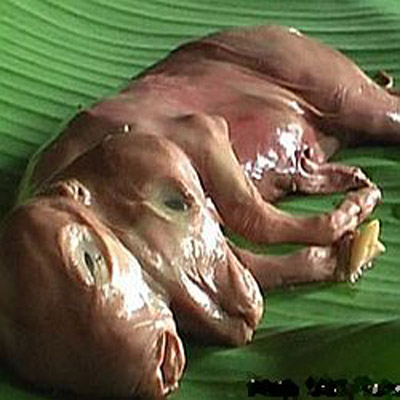 gambar hewan langka Blog Michael Yani