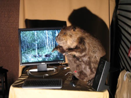 [beaver_modding_24.jpg]