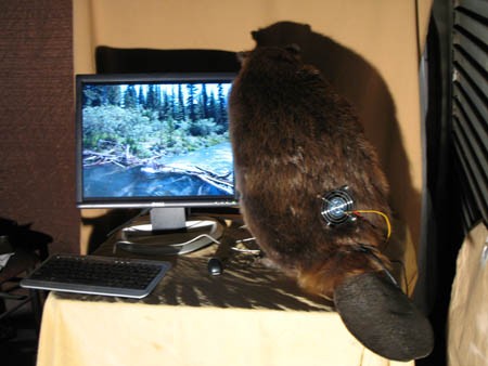 [beaver_modding_25.jpg]