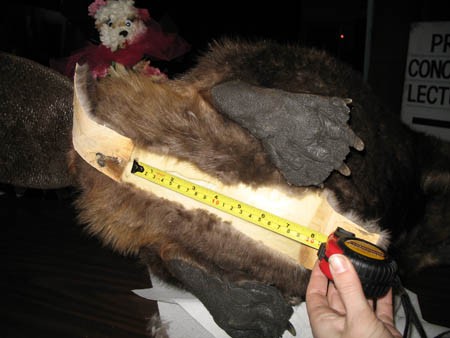 [beaver_modding_06.jpg]