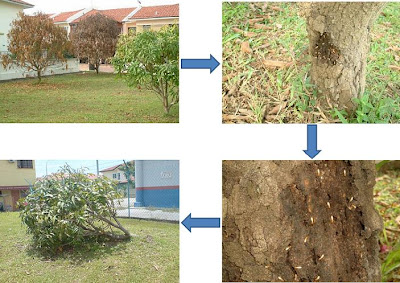 Termites on Emerald Park Residents  Association Seremban 2  Termites In The Park