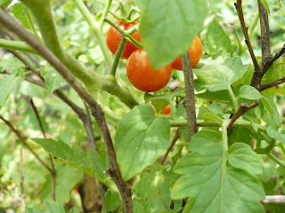 cherry tomatoes abound cherry tomatoes abound