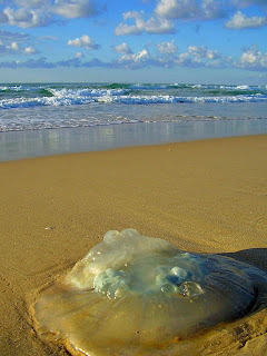 медуза на берегу