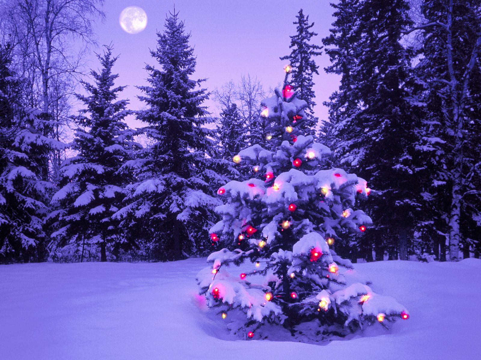 Christmas Lights Wallpaper | Free Blackberry Storm Wallpapers, 