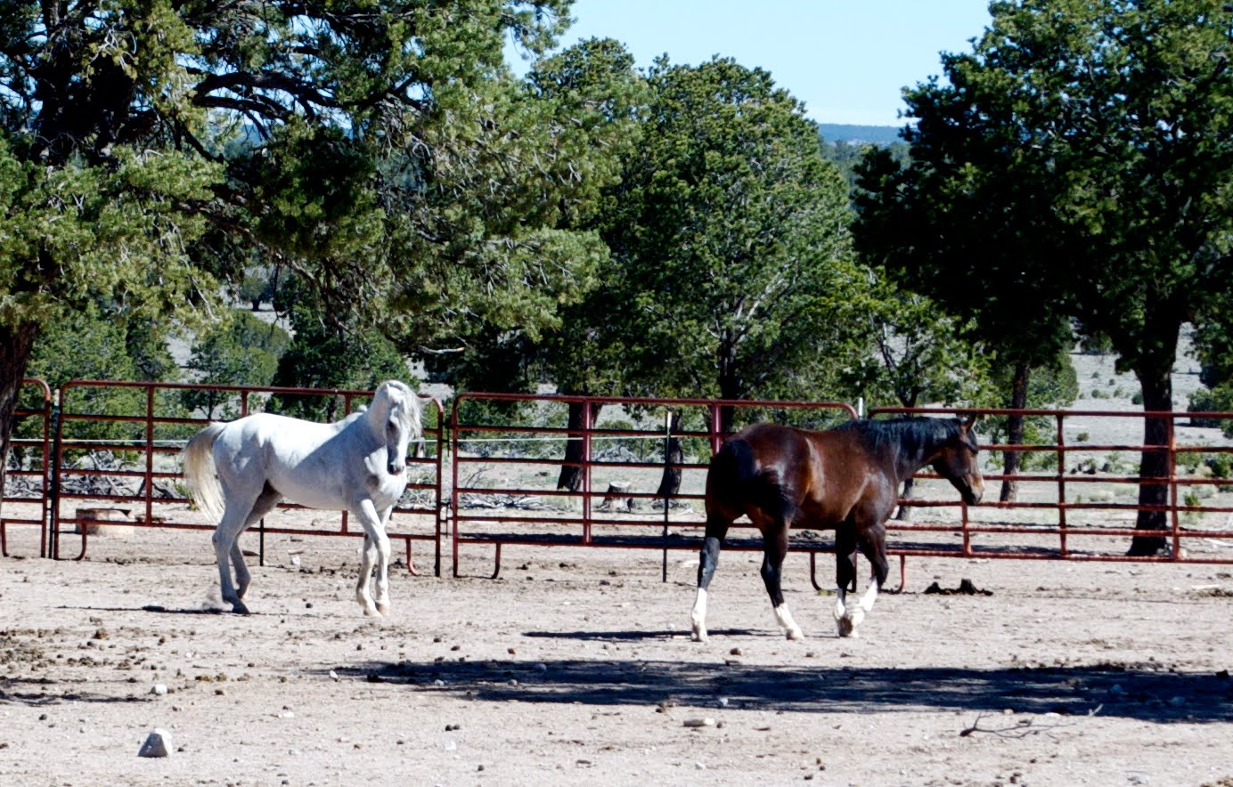 Sojourner The Horseman's Haven Retreat, Pie Town, New Mexico