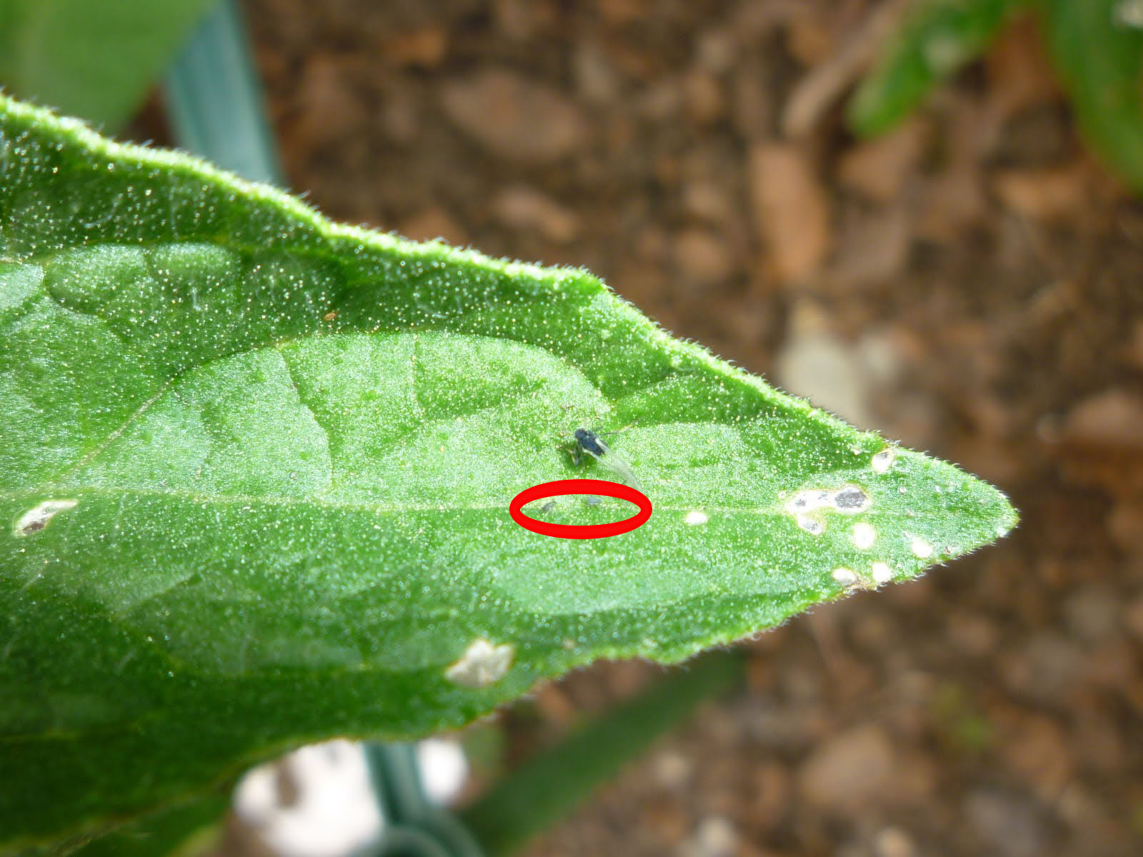 Gardens + Insects Black Bug on Tomato Plant