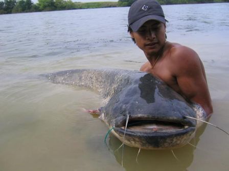 misai ikan keli cikai punya dairi ikan tongkol vs ikan jaket misai ikan keli cikai punya dairi ikan tongkol vs ikan jaket