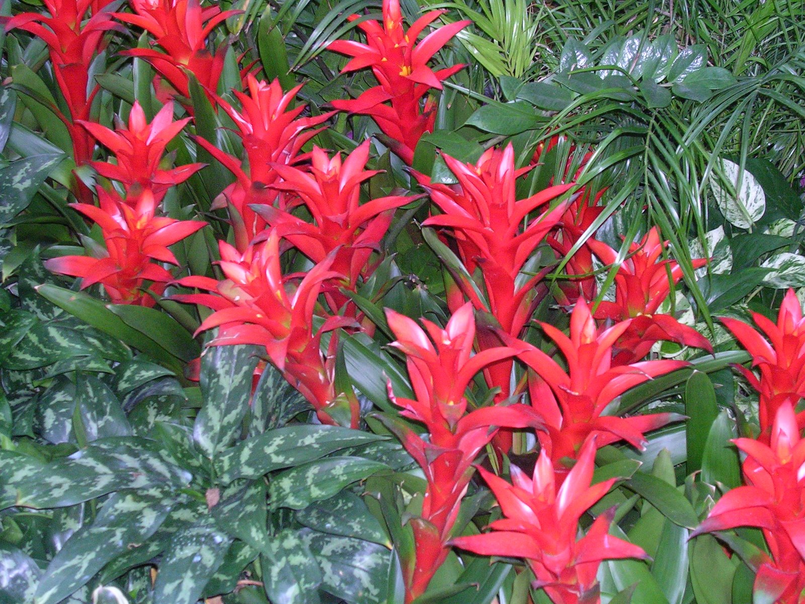 [Tropical+Flowers.JPG]