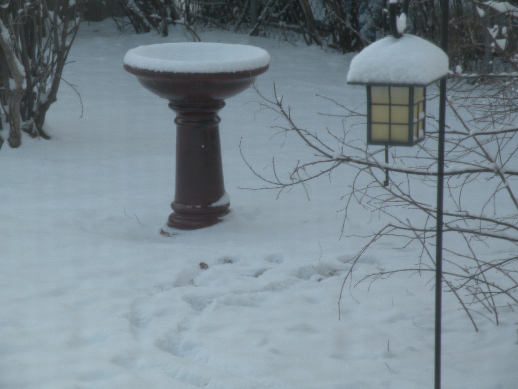 [Snow+yard.JPG]