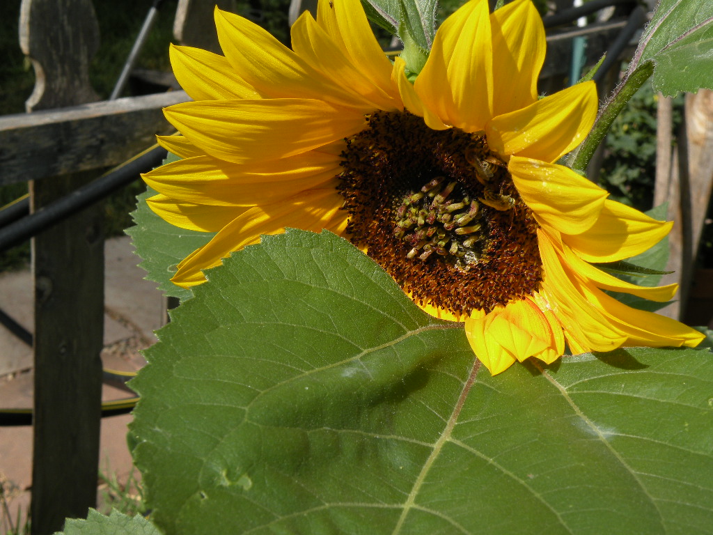 [sunflower2.JPG]
