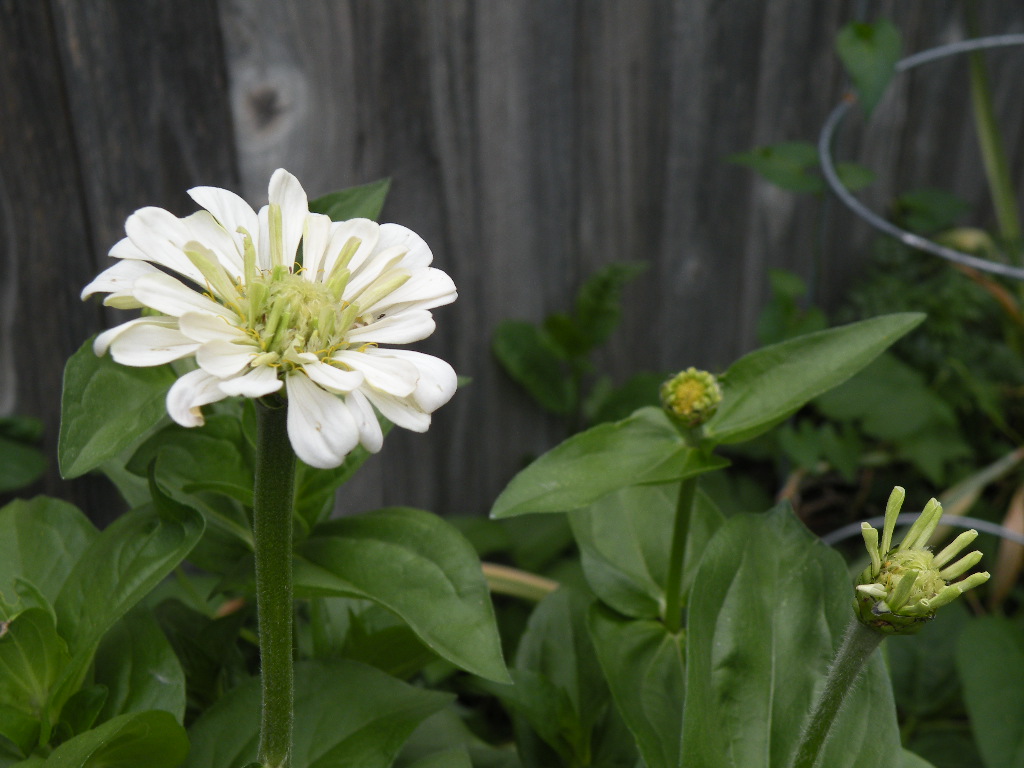 [white+zinnia.JPG]