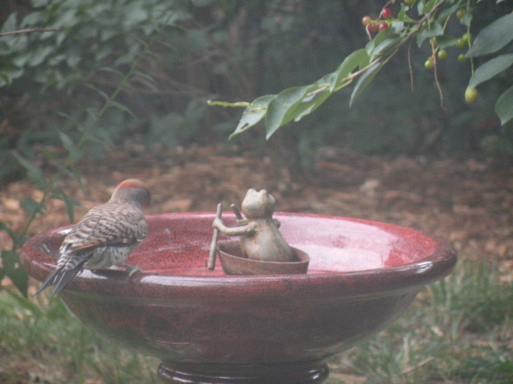 [woodpecker.JPG]