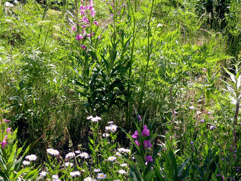 [Wild+Flowers.JPG]
