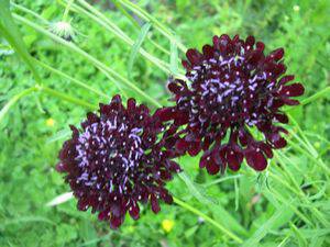 [black+scabiosa]