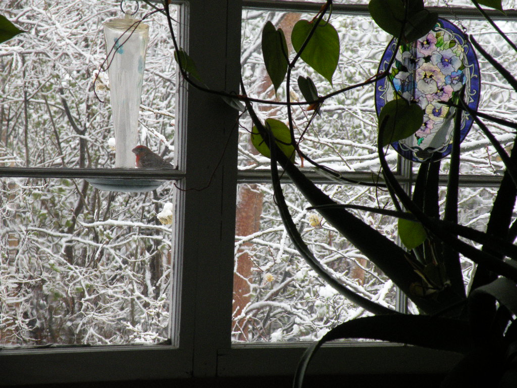 [Spring+snow+window.JPG]