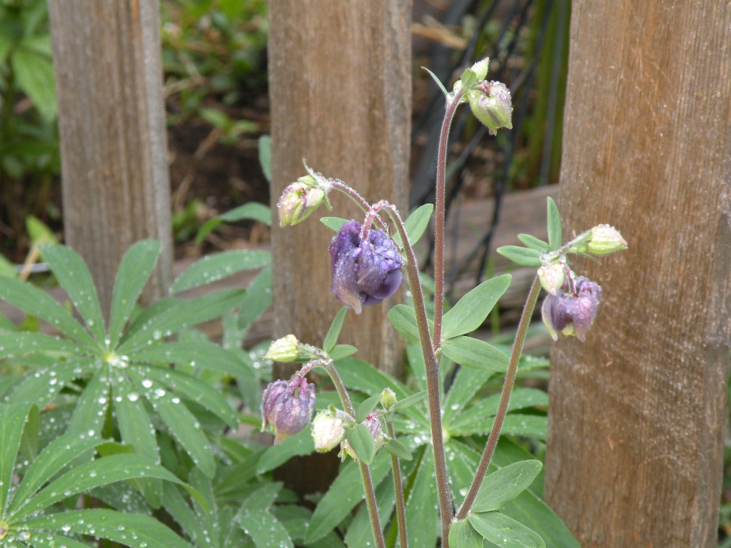 [bellflower.JPG]