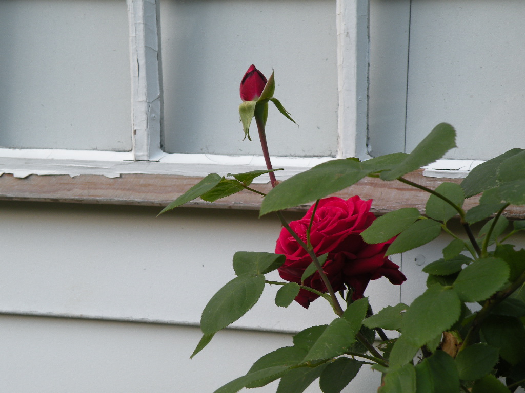 [garden+poetry+2.JPG]