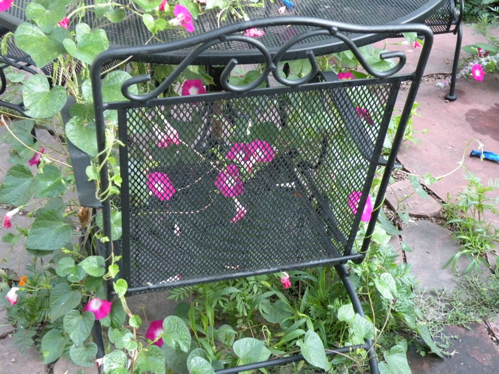 [morning+glory.JPG]