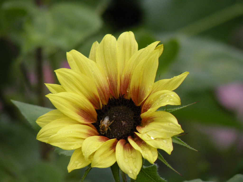 [sunflower2.JPG]