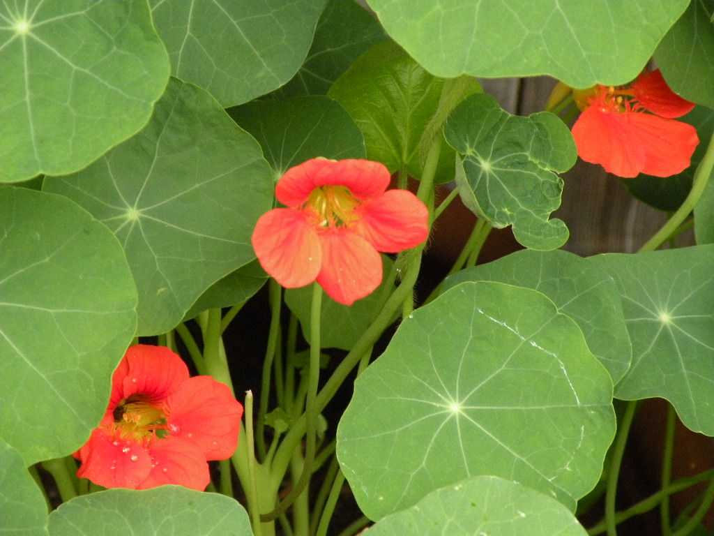 [nasturtium.JPG]