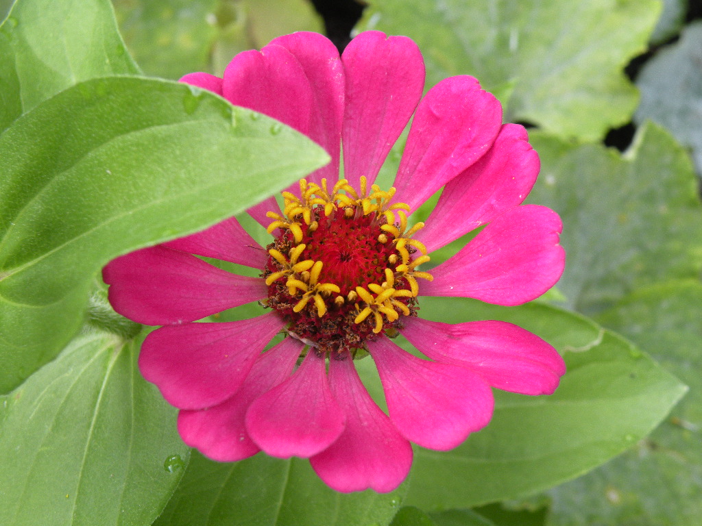 [magentazinnia.JPG]