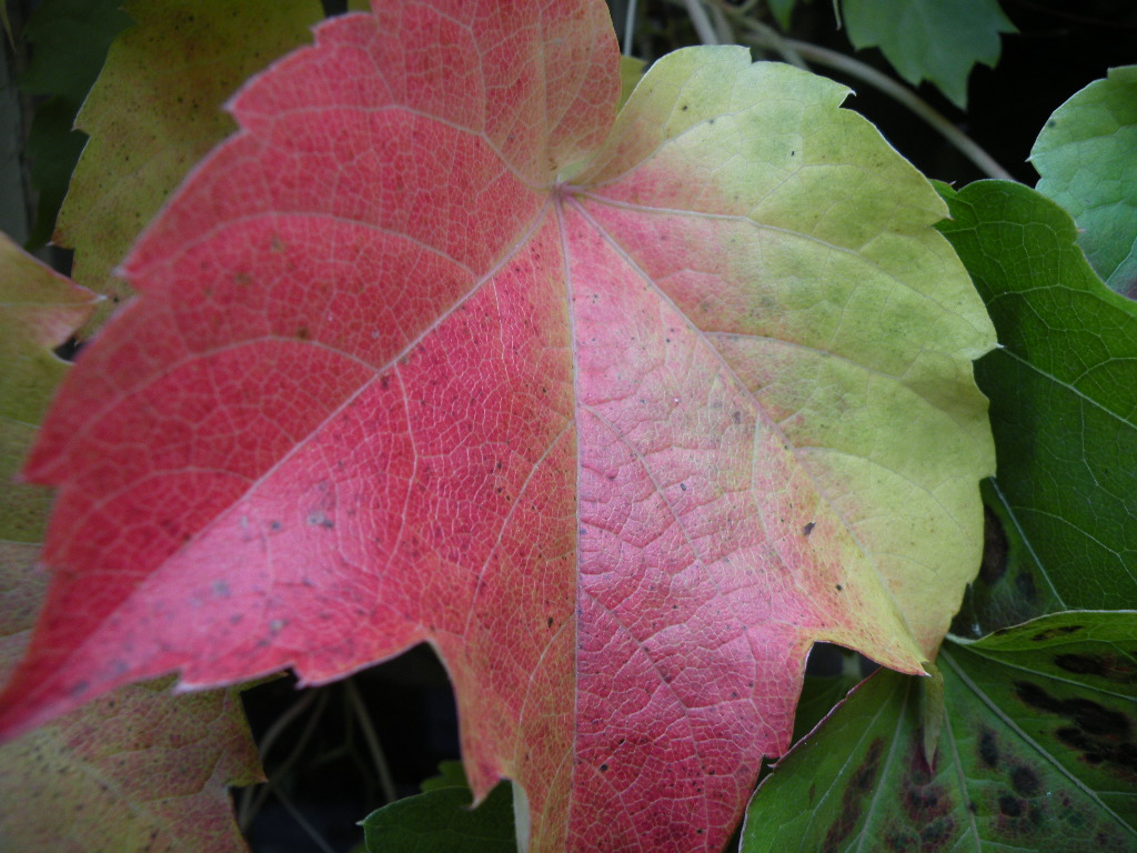 [Maple+leaf.JPG]