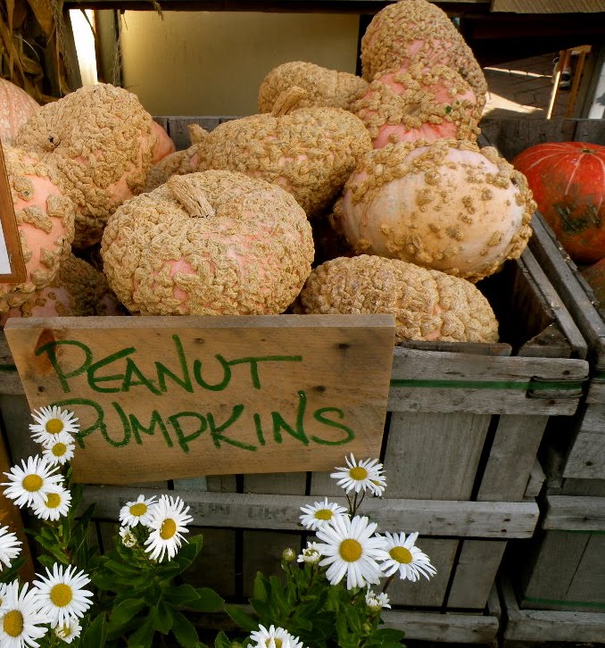 [peanutpumpkins.JPG]