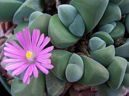 [gibbaeum_dispar_03.JPG]
