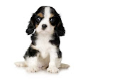 Dog Health, Dog Insurance, Dog Grooming, Dog Emergency