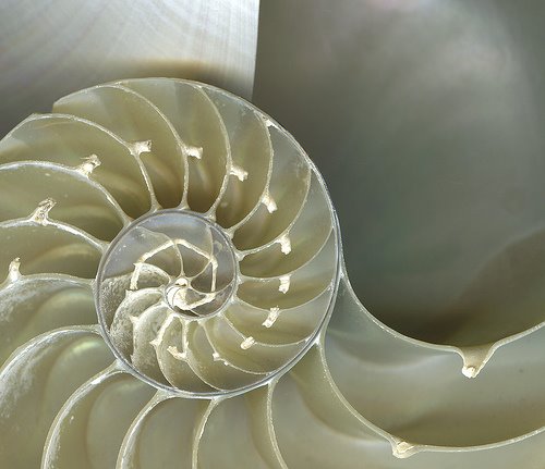 Proporción en la Naturaleza