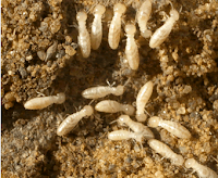 Eastham: termites