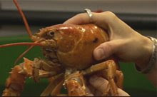 Yellow Lobster