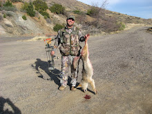2010 Archery Coyote