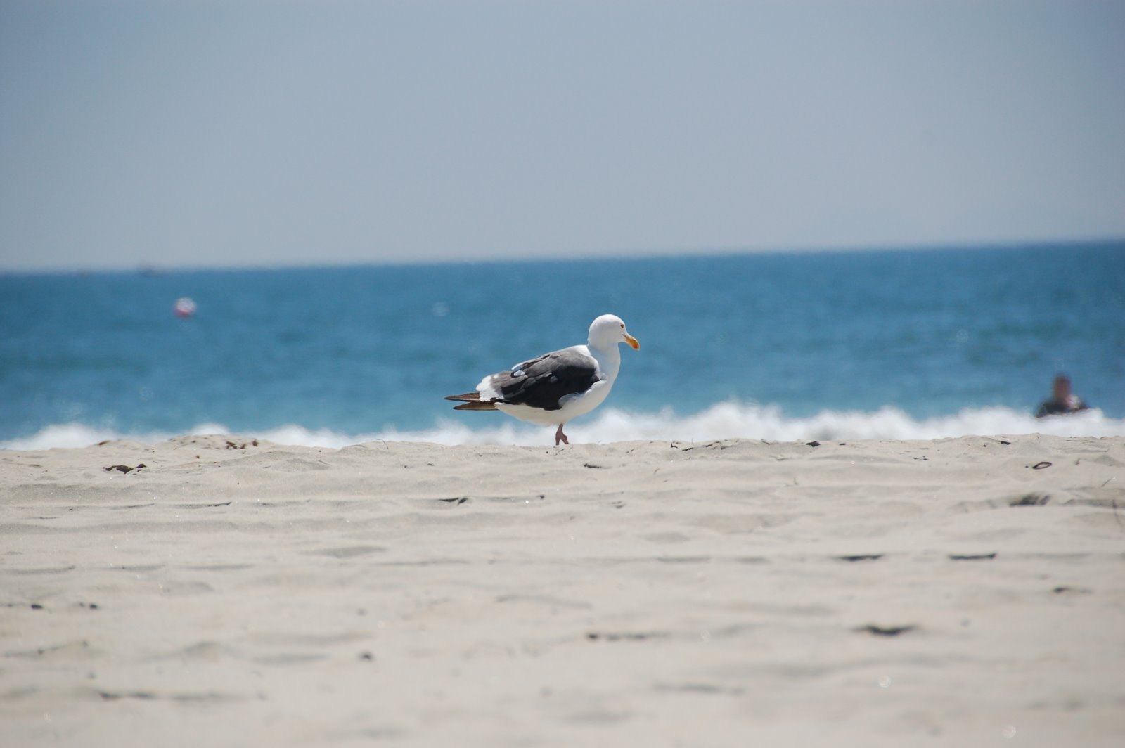 [DSC_0082.JPG]
