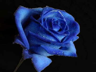 http://4.bp.blogspot.com/_G6l06w0yiDE/SA3u0z0BFYI/AAAAAAAAA8A/oGhMUO5cdvE/s400/rosa%2Bazul%2Bgirada%2By%2Bfondo%2Bnegro.jpg