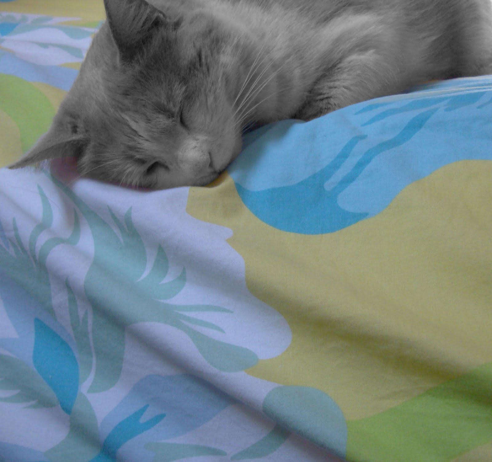 http://4.bp.blogspot.com/_G77oThCFPOk/TC9OmRr5S_I/AAAAAAAABMY/B1q0T3Ztrfk/s1600/DSC01547+copie.jpg