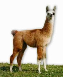 LLAMA DE LA FAMILIA "CAMELIDAE"