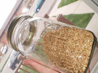 Sprouting Wheat